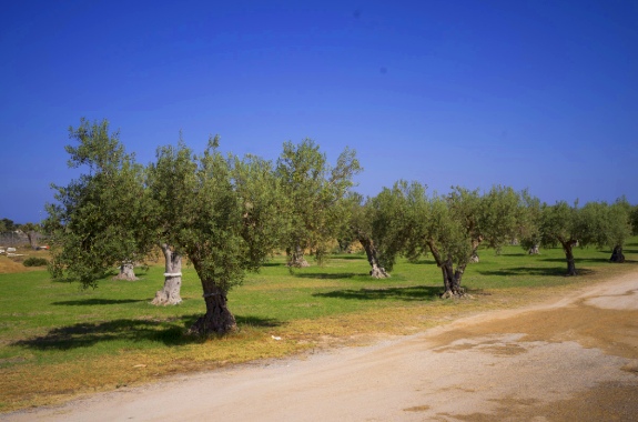 L’Oro Verde del Val di Noto: la raccolta dell’Olio Extravergine Terre di San Lorenzo